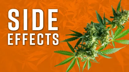 Cannabis plant with text 'Side Effects' on an orange background highlighting marijuana side effects.