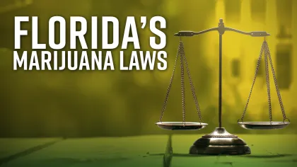 Balanced scales with text Florida's marijuana laws against a yellow-green legal-themed background.