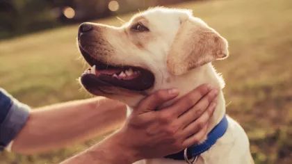 a close up of a dog