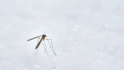 Close-up of a mosquito standing on a soft, white snowy surface with blurred background.