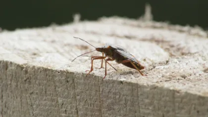 Close-up of a brown insect with long antennae on a textured tree stump surface outdoors.