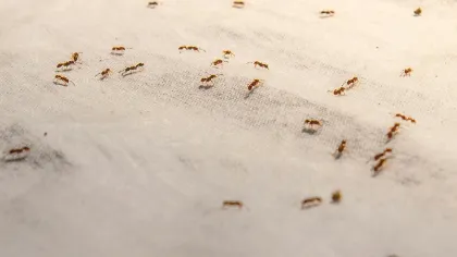 Close-up of small red ants crawling on a light textured surface with soft lighting and shadows.