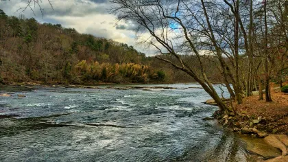 a river with trees on the side