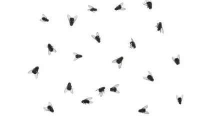 a group of bees flying