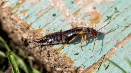 Close-up of an earwig insect on a weathered blue wooden surface with green grass nearby
