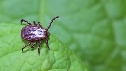 a close up of a bug