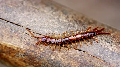 a close up of a bug