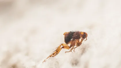 a brown and black bug