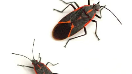 a couple of bugs