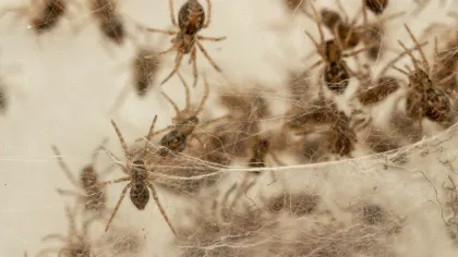 a group of ants on a white surface
