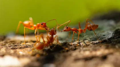 a group of ants on a log