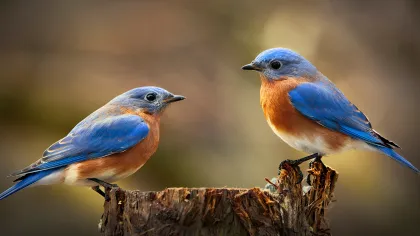 two birds on a tree stump