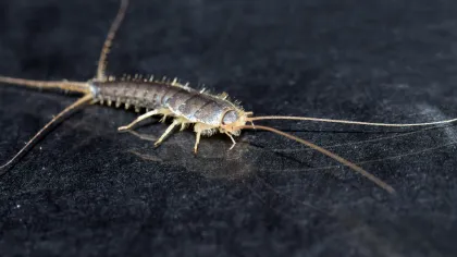 a close-up of a bug