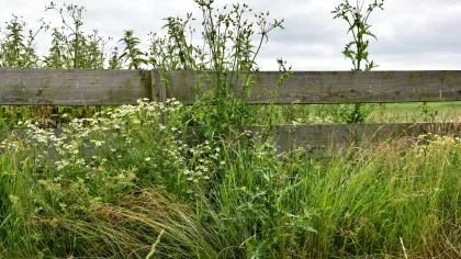 a wooden fence with plants and grass