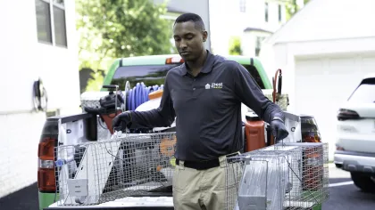Pest control worker holding two large metal animal traps at the back of a green pickup truck.