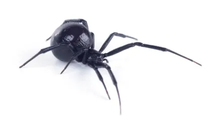 a black beetle with a white background