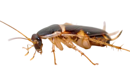 a close up of a bug
