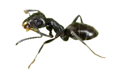 a close-up of a fly