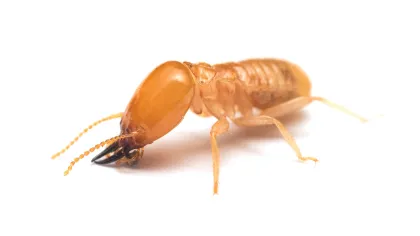 a close up of a bug