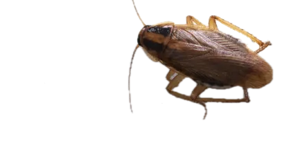 a close-up of a bug