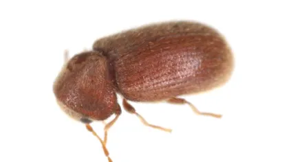 a couple of bugs