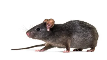 a mouse with a long tail