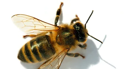 a bee on a white surface