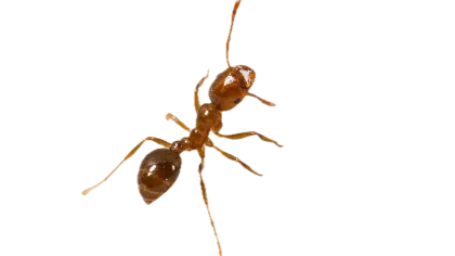 a close-up of a bug