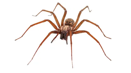 a close-up of a spider