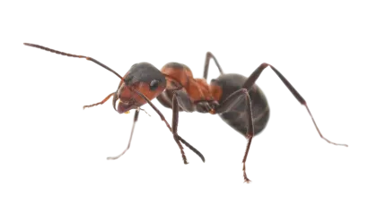 a close-up of a bug