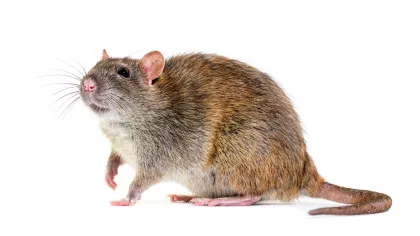 a brown and white mouse