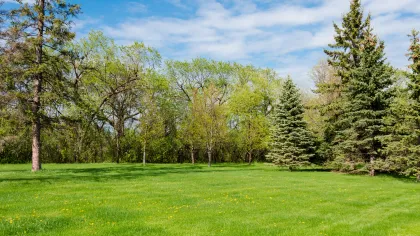 a grassy field with trees