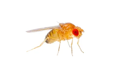 a close up of a bee