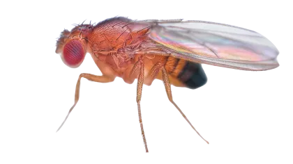 a close-up of a bug