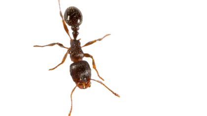 a close-up of a spider
