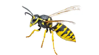 a close up of a bee