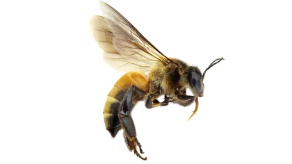 a bee flying in the air