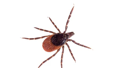 a close up of a spider