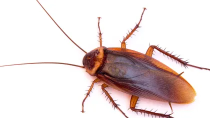 a close-up of a bug