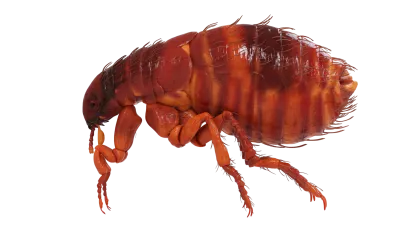 a close-up of a shrimp
