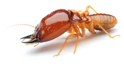 a close up of a bug
