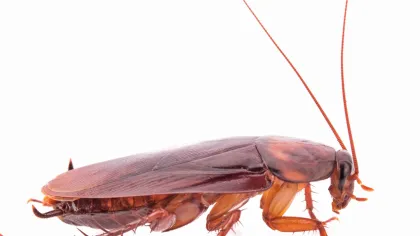 a close up of a bug