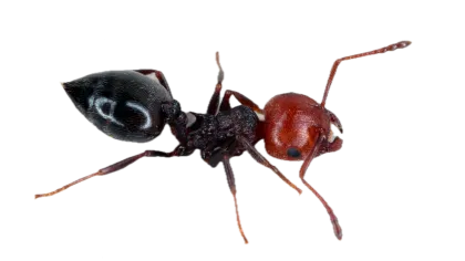 a close up of a bug