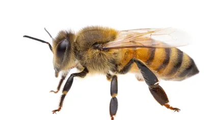 a close up of a bee