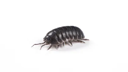 a black and white beetle