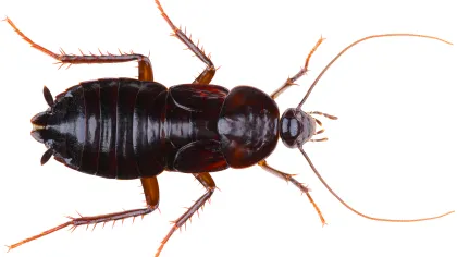 a close up of a beetle