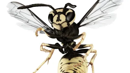 a bee with wings