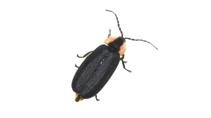 a black beetle with a red and yellow stripe