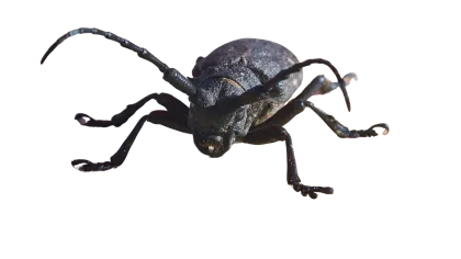 a close-up of a bug