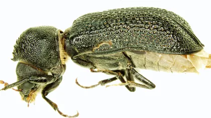 a close-up of a bug